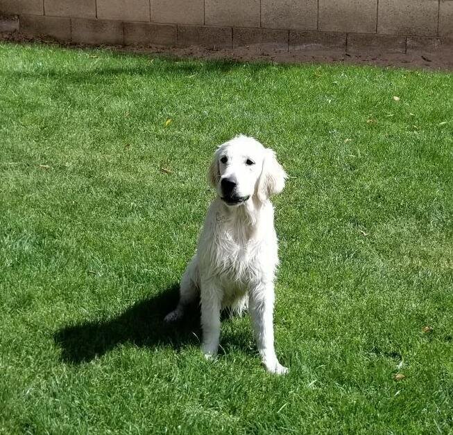 Picture of an English Cream golden retriever